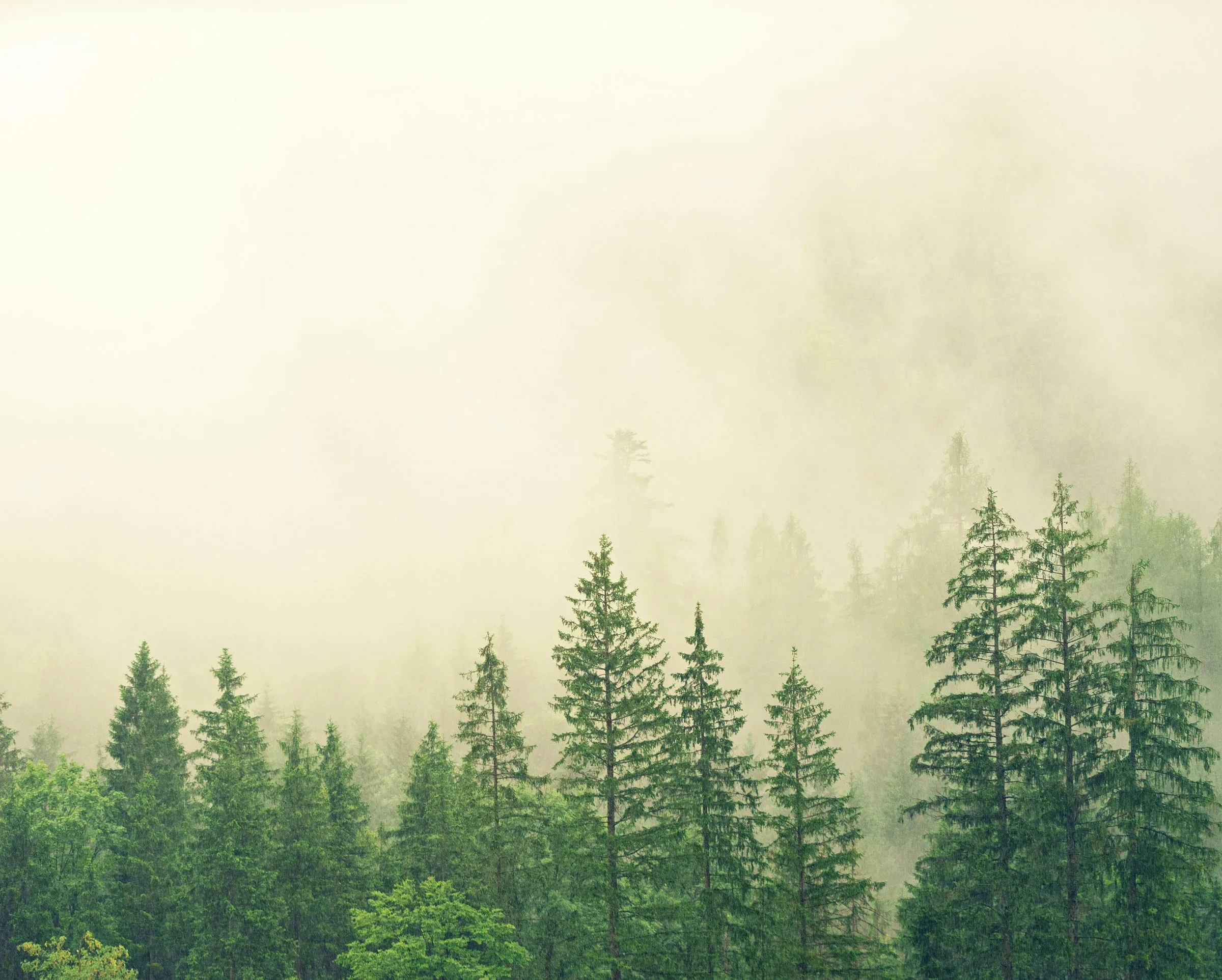 Misty green forest